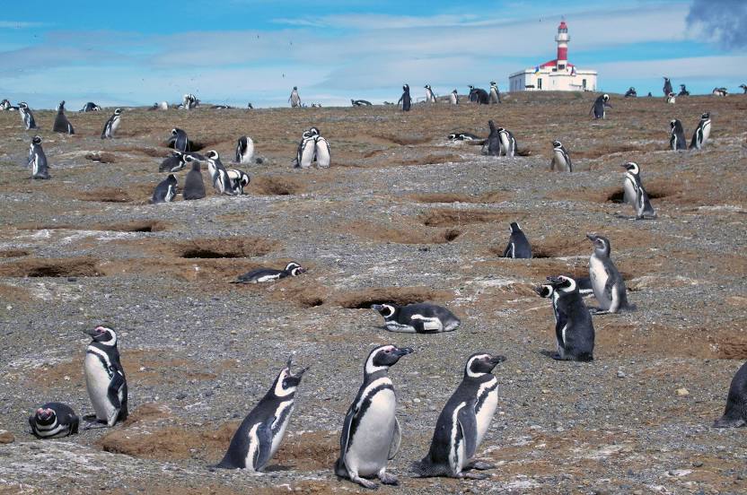 Los Pingüinos Natural Monument, 