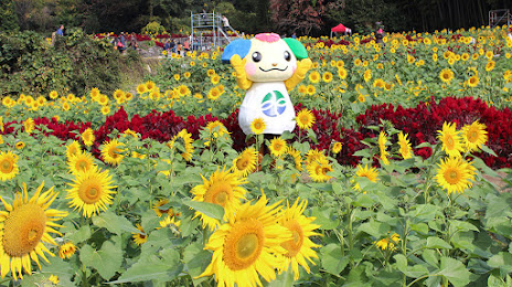 Yamada Sunflower Garden, 도스 시