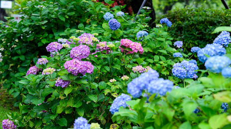 Shiroyama Iris Garden, 