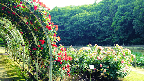 Ichikawa City Rose Garden, 