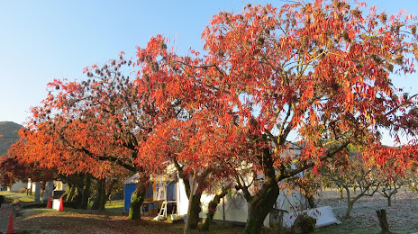 柳坂曽根の櫨並木, 구루메 시