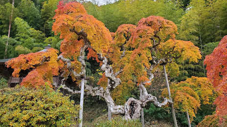 Nakakamado Weeping Maple Tree, 