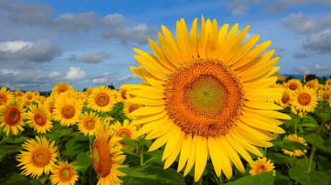 Ogaki sunflower field (大垣ひまわり畑), 