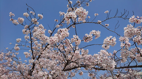 Sakura Field, 