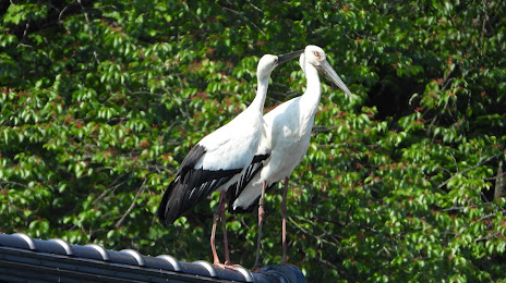 兵庫県立コウノトリの郷公園 Hyogo Park of the Oriental White Stork, 도요오카 시
