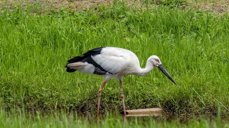 Kounotori - Stork Sanctuary, 