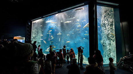 Salmon Hometown Chitose Aquarium, Τσιτόσε