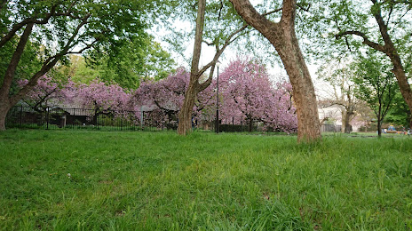 桜の園, 고가네이 시