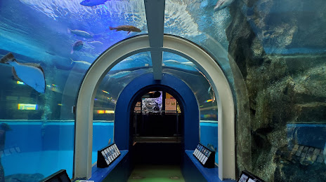 Uozu Aquarium, 나메리카와 시