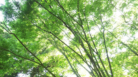 Natural forest Takasaki, Ushiku