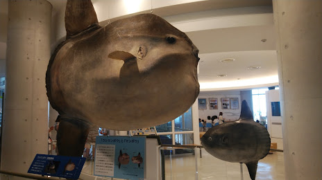 Aqua World Ibaraki Oarai Aquarium, 오아라이 초