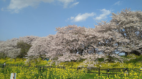 Sakuratsutsumi Park, 