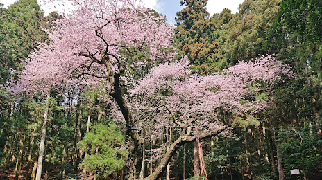 虎尾桜, 노가타 시