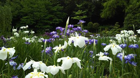 Iris Flower Garden, 
