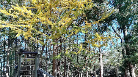 Yachiyodaikita Children's Forest, 