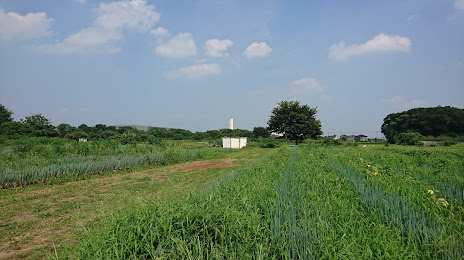 Hasuda Nekin sunflower field, Hasuda