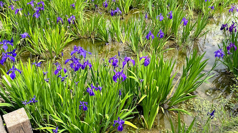 Yatsuhashi Kakitsubata Iris Garden, Anjō