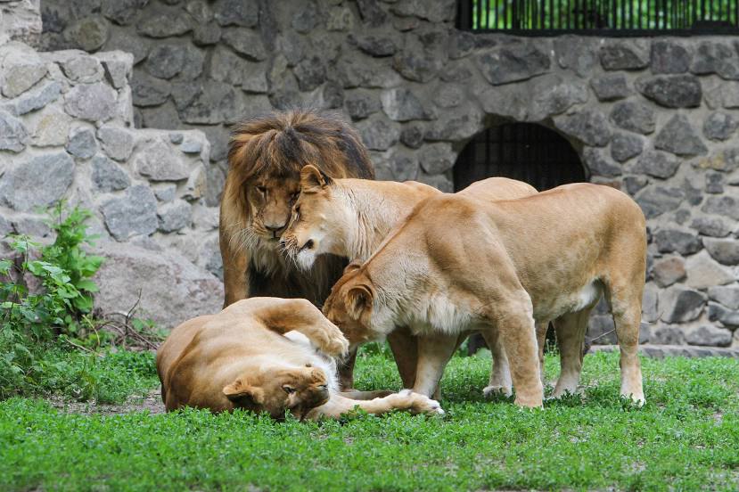 Киевский зоопарк, 