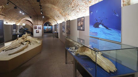 Museo Paleontologico Territoriale dell'Astigiano, Asti