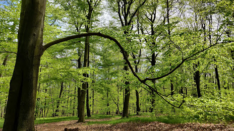 Murckowski Forest Nature Reserve, Katowice