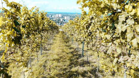 Wine-e-motions, Heppenheim