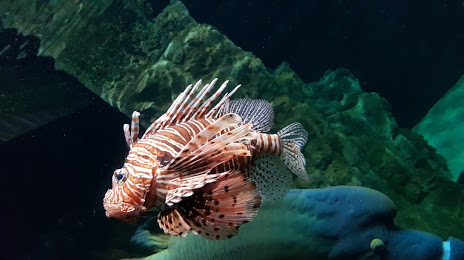 Livorno Aquarium, Livorno