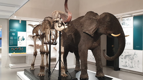 Kosmos Museo di Storia naturale di Pavia, Павия