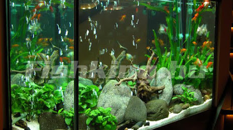 Fish-King Akvárium Bt., 