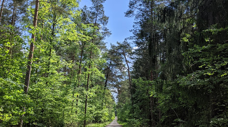 Tennenlohe Forest, Erlangen