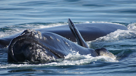 Whale Watching with Hermanus Whale Watchers, 