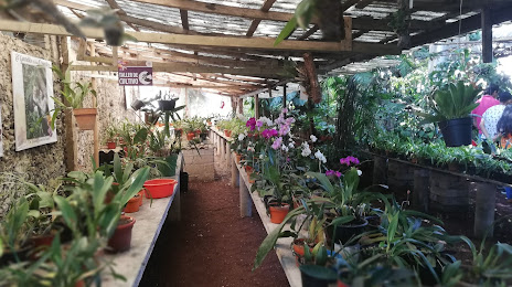 Museum of Orchids, Coatepec