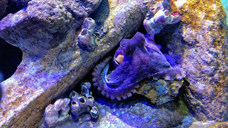 Ubatuba Aquarium, 
