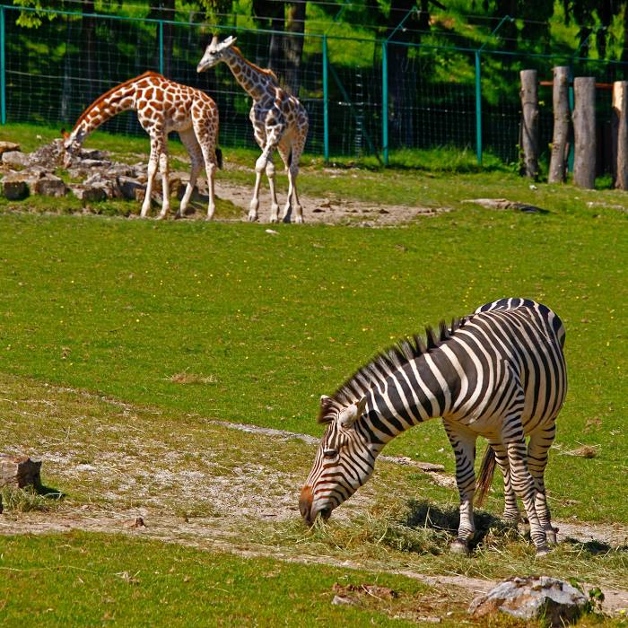 Opel Zoo, Kronberg im Taunus