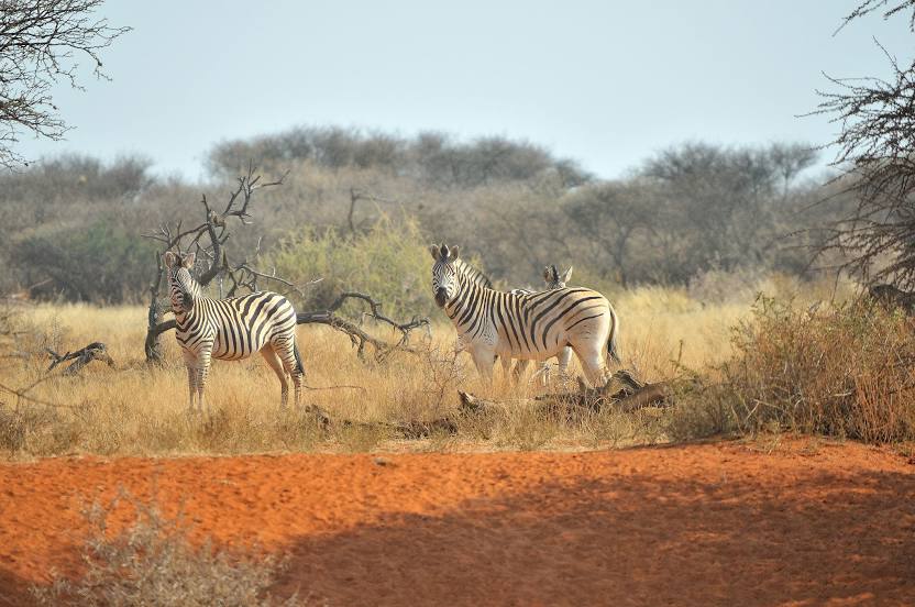 Mokala National Park, Kimberley