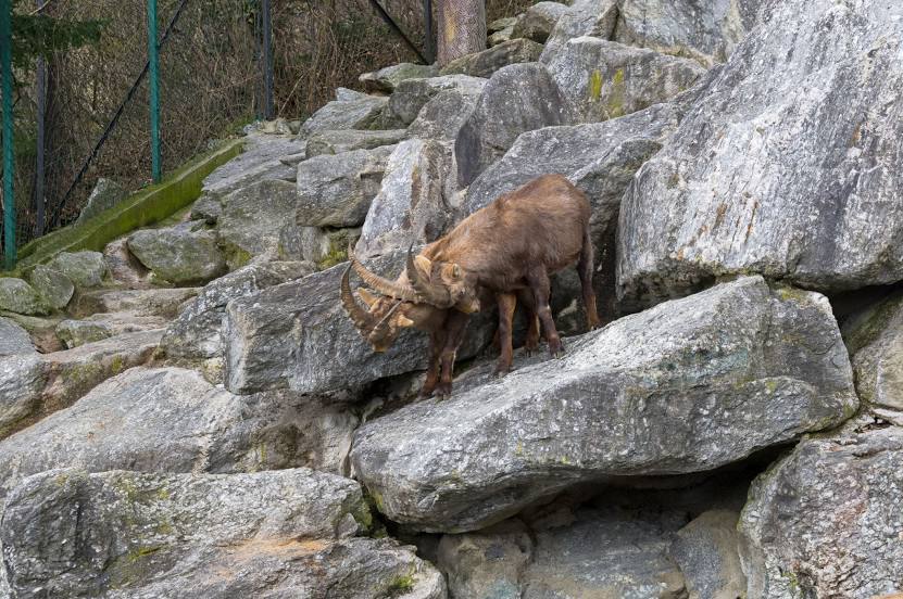 Alpine Zoo Innsbruck, 