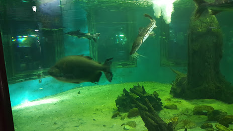 Aparecida Aquarium, Aparecida