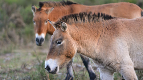 Przewalski wild horse enclosure Tennenlohe, 
