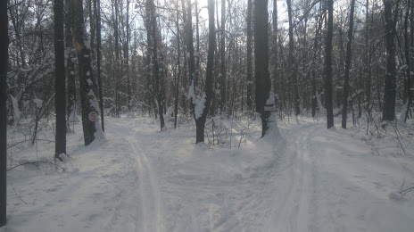 Vidnovsky Forest, Vidnoye