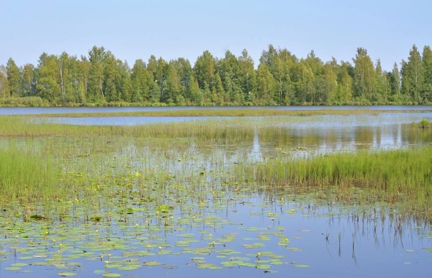 Озеро Сестрорецкий Разлив, Сестрорецк