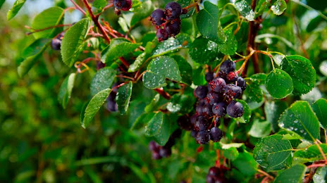 Field Stone Fruit Wines, 