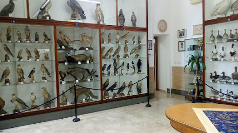 Museo ornitologico, 