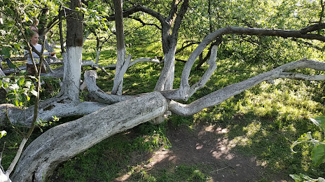 Apple-Tree Colony, Κρόλεβετς