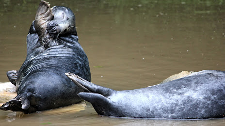 Seals (Foki), 