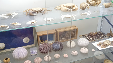 Museo Civico di Storia Naturale, Macerata