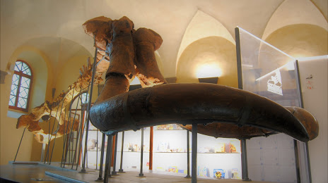 Museo Paleontologico, 