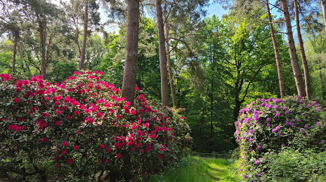 Rhododendronwald, Косфельд