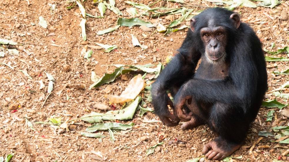 Tacugama Chimpanzee Sanctuary, Freetown