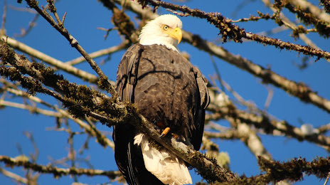 Eagle Run Viewing Shelter, Squamish