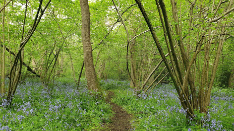 Gutteridge Wood and Meadows, Ruislip