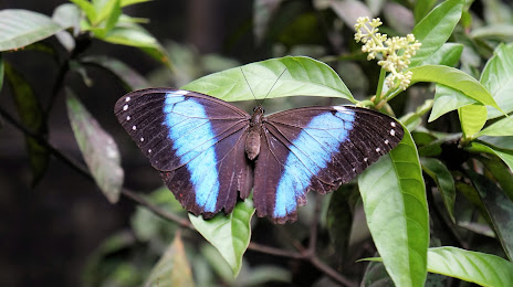Neotropical Butterfly Park, 